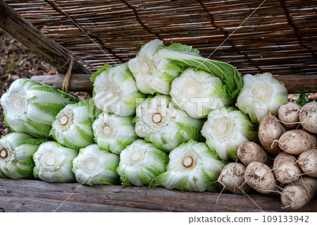 大白菜、蘿蔔、飛驒高山的土產蔬菜 大白菜、蘿蔔、飛驒高山的土產蔬菜 109133942