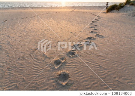 tracks in the sand tracks in the sand 109134003