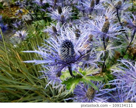 Iceland Summer Akureyri Botanical Garden Eryngium Alpinum Superbum Iceland Summer Akureyri Botanical Garden Eryngium Alpinum Superbum 109134111