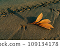 dead leaves on the sandy beach 109134178