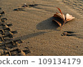 dead leaves on the sandy beach 109134179