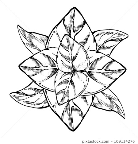 Hand drawn vector ink illustration. Seasoning herb oregano basil leaf, eco vegan farming product. Single object isolated on white. Design restaurant menu, cafe, food shop or package, flyer, print. 109134276
