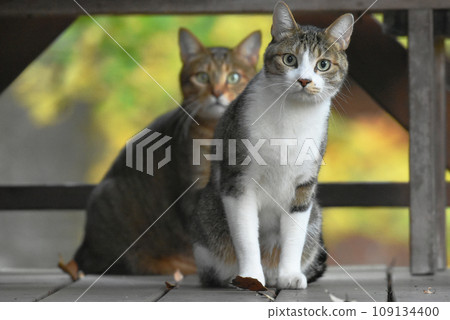 一隻鯖魚虎斑貓和一隻黃色虎斑貓在木甲板上巡邏 一隻鯖魚虎斑貓和一隻黃色虎斑貓在木甲板上巡邏 109134400