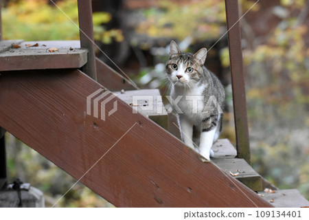 一隻鯖魚虎斑貓在木甲板上巡邏 109134401