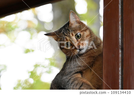 A tabby cat patrolling the wooden deck 109134410