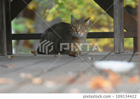 一隻虎斑貓在木甲板上巡邏 一隻虎斑貓在木甲板上巡邏 109134422