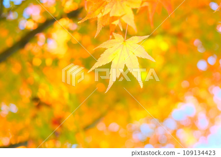 明亮的秋葉 明亮的秋葉 109134423