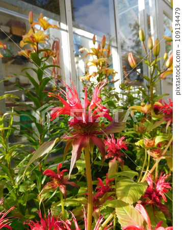 Iceland Summer Akureyri Botanical Garden Monarda 109134479