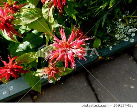 Iceland Summer Akureyri Botanical Garden Monarda Iceland Summer Akureyri Botanical Garden Monarda 109134483