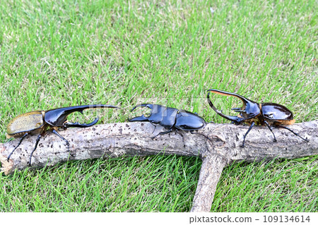 foreign insects 109134614