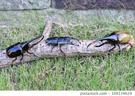 foreign insects 109134629