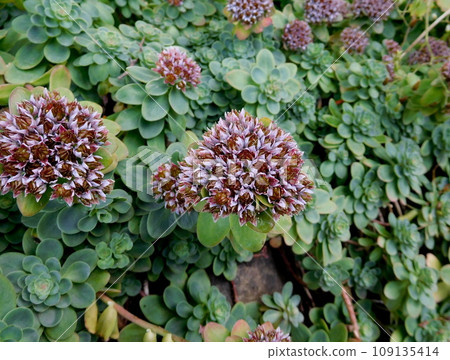 Iceland Summer Akureyri Botanical Garden Crassulacean family Sedum 109135414