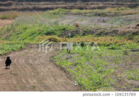 When tractors use the grass in fallow fields, herons and crows fly in to catch the insects and frogs that appear. When tractors use the grass in fallow fields, herons and crows fly in to catch the insects and frogs that appear. 109135769