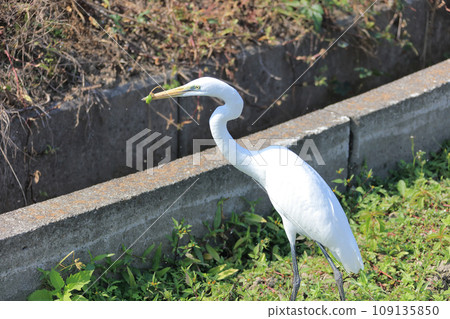 A white heron preys on a frog in a fallow field! A white heron preys on a frog in a fallow field! 109135850