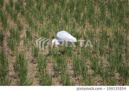 水稻收割後,野鳥飛來稻田捕捉昆蟲和青蛙。這是一隻白鷺鷥。 水稻收割後,野鳥飛來稻田捕捉昆蟲和青蛙。這是一隻白鷺鷥。 109135854