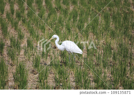 Wild birds flew in to catch insects and frogs in the rice fields after rice harvesting. This is a white heron. Wild birds flew in to catch insects and frogs in the rice fields after rice harvesting. This is a white heron. 109135871