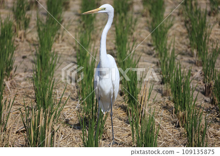 Wild birds flew in to catch insects and frogs in the rice fields after rice harvesting. This is a white heron. 109135875