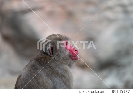 日本獼猴盯著看 109135977