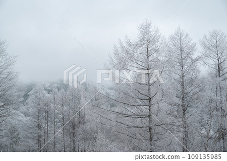 Lycrae of larch 109135985