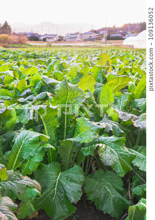 Nozawa Nabata Nozawa Nabata 109136052