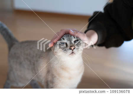 撫摸一隻貓 暹羅虎斑貓 撫摸一隻貓 暹羅虎斑貓 109136078