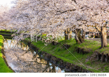 Spring in Koedo Kawagoe, a row of cherry blossom trees along the Shingashi River in the early morning (honor cherry blossoms) Spring in Koedo Kawagoe, a row of cherry blossom trees along the Shingashi River in the early morning (honor cherry blossoms) 109136084