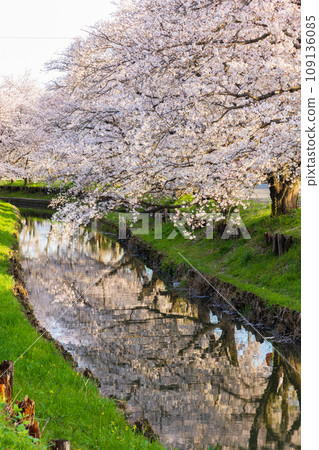 Spring in Koedo Kawagoe, a row of cherry blossom trees along the Shingashi River in the early morning (honor cherry blossoms) Spring in Koedo Kawagoe, a row of cherry blossom trees along the Shingashi River in the early morning (honor cherry blossoms) 109136085