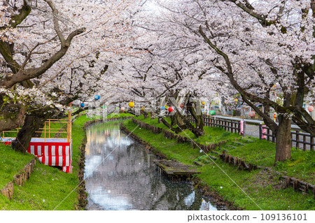 Spring in Koedo Kawagoe, a row of cherry blossom trees along the Shingashi River in the early morning (honor cherry blossoms) 109136101
