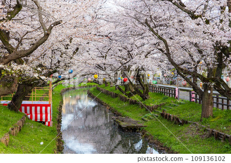 Spring in Koedo Kawagoe, a row of cherry blossom trees along the Shingashi River in the early morning (honor cherry blossoms) 109136102