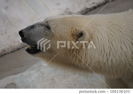 Polar bear at Ueno Zoo Polar bear at Ueno Zoo 109136103