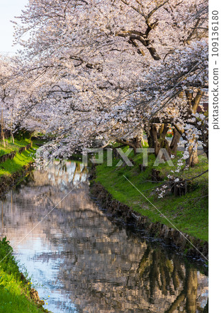 Spring in Koedo Kawagoe, a row of cherry blossom trees along the Shingashi River in the early morning (honor cherry blossoms) 109136180
