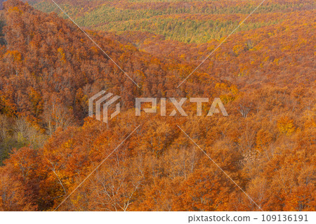 Mt. Hakkoda with autumn leaves 109136191