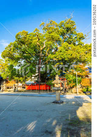 Tatsuta Shrine in Ikaruga Town, Ikoma District, Nara Prefecture, Large Camphor Tatsuta Shrine in Ikaruga Town, Ikoma District, Nara Prefecture, Large Camphor 109136202