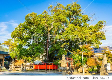 奈良縣生駒郡斑鳩町龍田神社 大樟樹 奈良縣生駒郡斑鳩町龍田神社 大樟樹 109136203