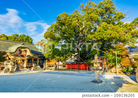 奈良縣生駒郡斑鳩町龍田神社 大樟樹 奈良縣生駒郡斑鳩町龍田神社 大樟樹 109136205