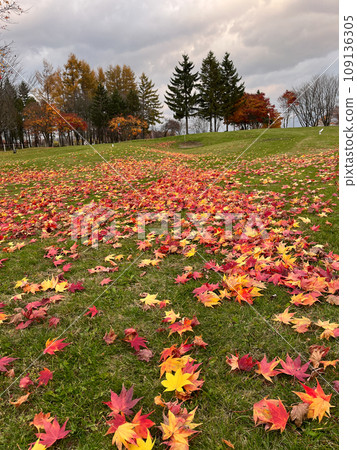 Colorful fallen leaves Colorful fallen leaves 109136305