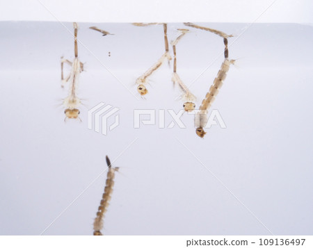 Bowflies of different sizes Bowflies of different sizes 109136497