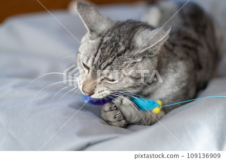 Sabatra cat, a cat that plays with cats 109136909