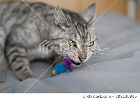 Sabatra cat, a cat that plays with cats 109136910