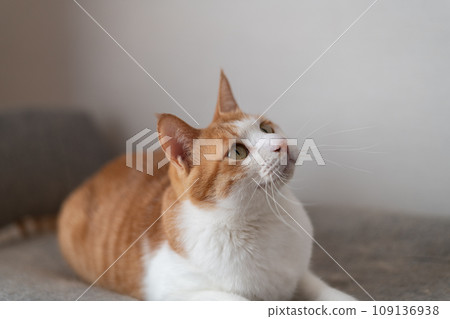 Relaxing cat tea tabby white Relaxing cat tea tabby white 109136938