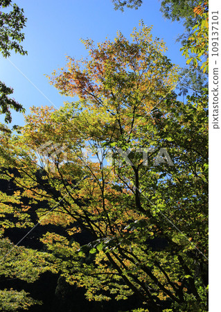 秋天的樹木開始變色 109137101