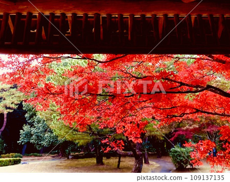 花園的秋天 花園的秋天 109137135