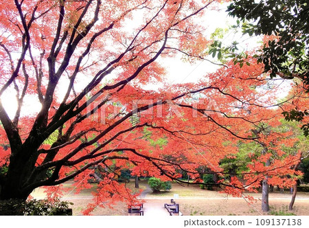 秋季風景攝影 秋季風景攝影 109137138