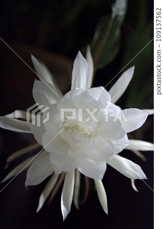 Flowering of the Queen of the Night 109137562