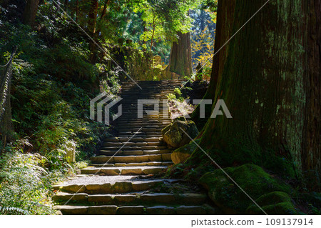 [Nara Prefecture] Muroji Temple, Uda City (Photo taken on November 21, 2023) 109137914
