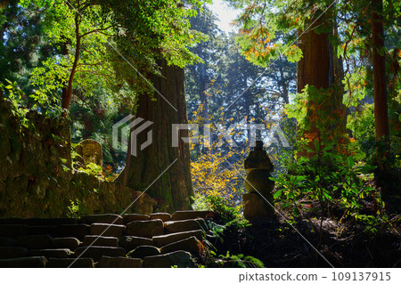 [Nara Prefecture] Muroji Temple, Uda City (Photo taken on November 21, 2023) 109137915