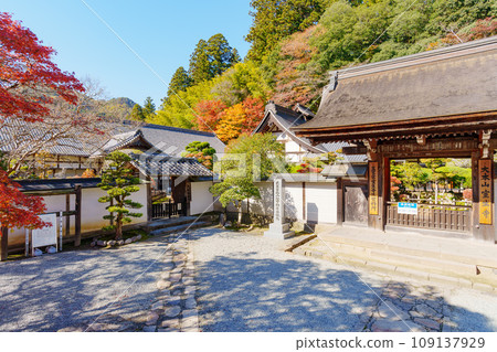[Nara Prefecture] Muroji Temple, Uda City (Photo taken on November 21, 2023) 109137929