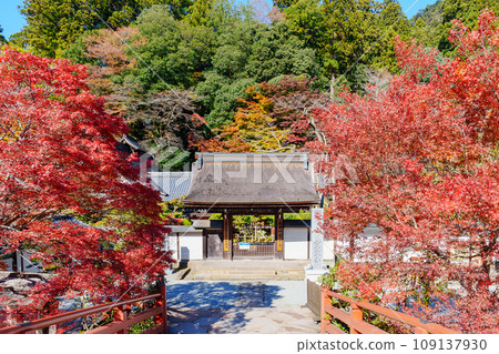 [Nara Prefecture] Muroji Temple, Uda City (Photo taken on November 21, 2023) 109137930