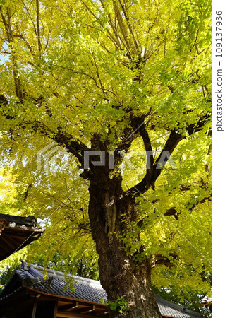 Beautiful ginkgo in Sobue 109137936