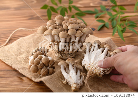 Shimeji (布希-shimeji) 木紋背景 109138074